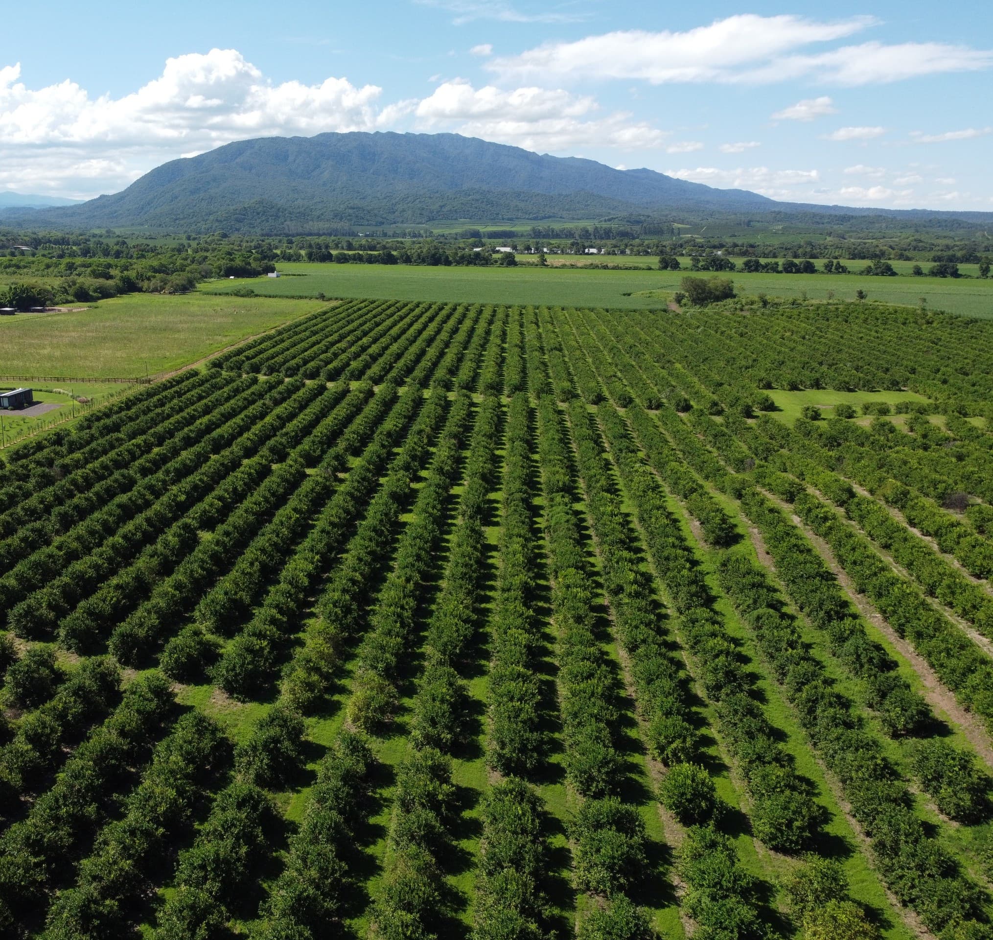 Lemon orchard in Tucumán, Argentina, seen from a drone