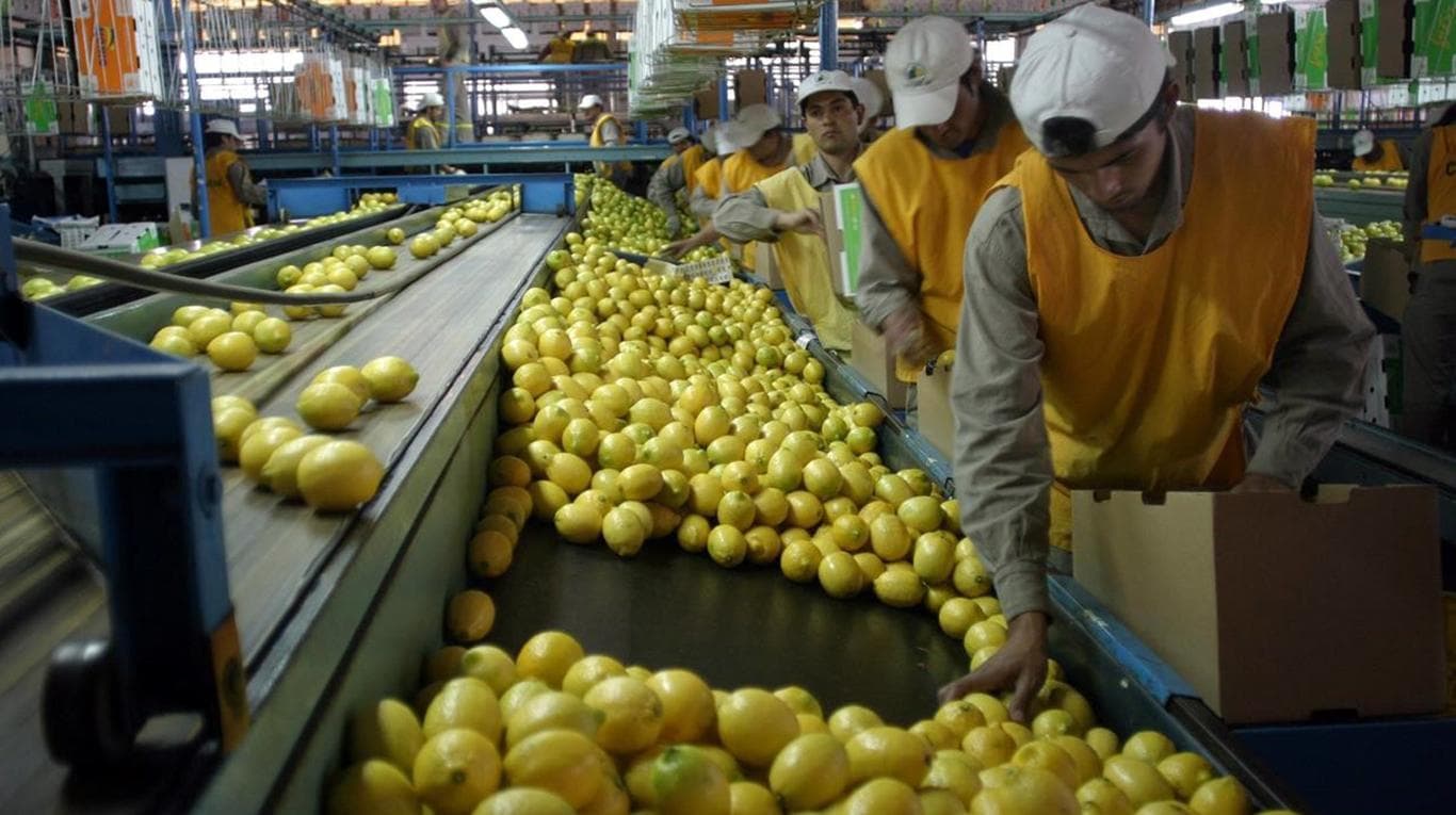 Lemon packing line